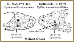 [http://www.bushmaster.estranky.cz/img/picture/5/im  agebig_03-02pixb.jpg]